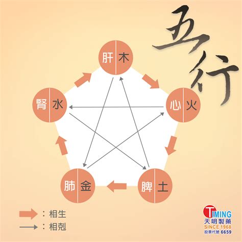 五行內臟|中醫知識 